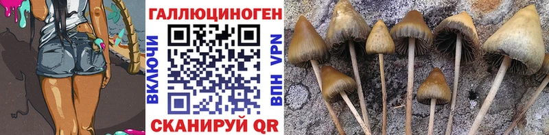 Псилоцибиновые грибы мицелий  где купить наркоту  Порхов 